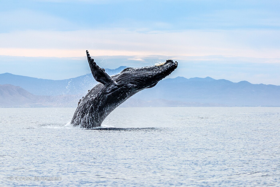 Blue-Whale-blog