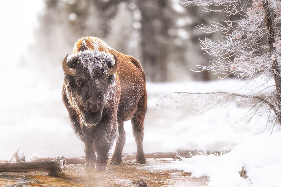 Why-Yellowstone-and-Grand-Teton