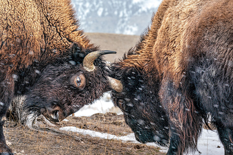 Wildlife-Riches-of-Yellowstone
